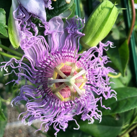 Meet your Posher, Alyce - Picture 4 of 5